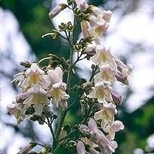 thumbnail for publication: Paulownia tomentosa: Princess-Tree